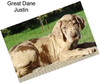 Great Dane Justin