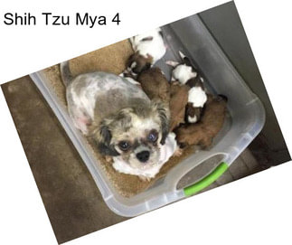 Shih Tzu Mya 4