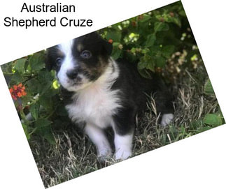 Australian Shepherd Cruze