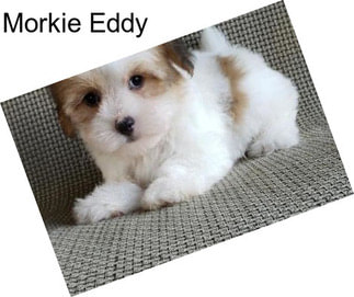 Morkie Eddy