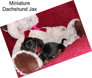 Miniature Dachshund Jax