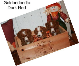 Goldendoodle Dark Red