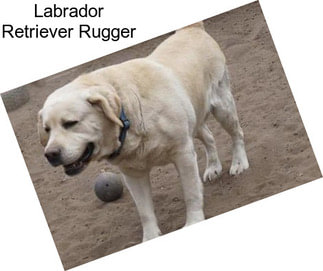 Labrador Retriever Rugger