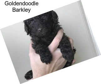 Goldendoodle Barkley