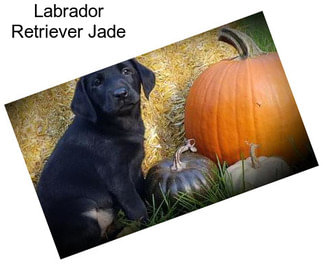 Labrador Retriever Jade