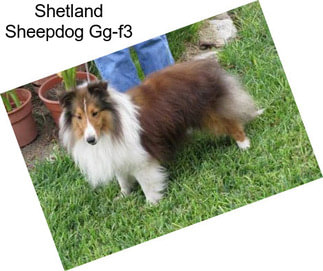 Shetland Sheepdog Gg-f3