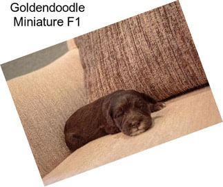 Goldendoodle Miniature F1