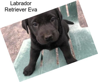 Labrador Retriever Eva