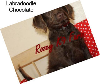 Labradoodle Chocolate