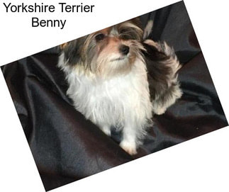 Yorkshire Terrier Benny