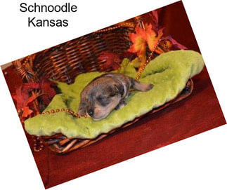 Schnoodle Kansas