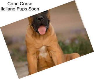 Cane Corso Italiano Pups Soon