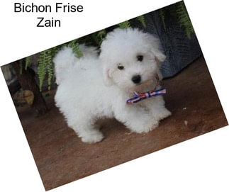 Bichon Frise Zain