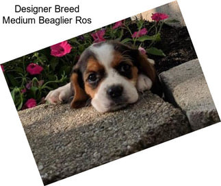 Designer Breed Medium Beaglier Ros