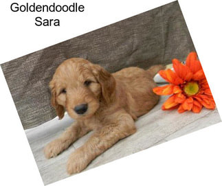 Goldendoodle Sara