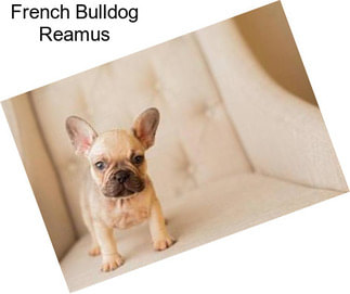 French Bulldog Reamus