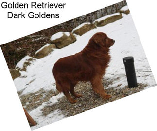 Golden Retriever Dark Goldens