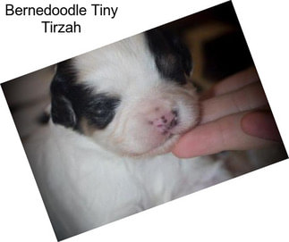 Bernedoodle Tiny Tirzah