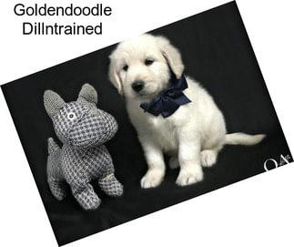 Goldendoodle Dillntrained