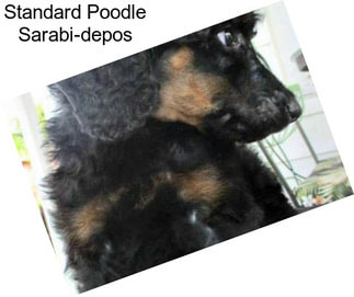 Standard Poodle Sarabi-depos