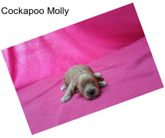 Cockapoo Molly