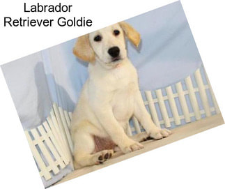 Labrador Retriever Goldie