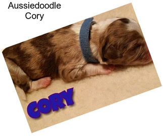 Aussiedoodle Cory
