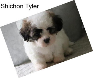 Shichon Tyler