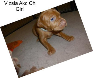 Vizsla Akc Ch Girl