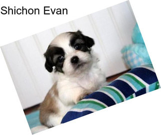 Shichon Evan