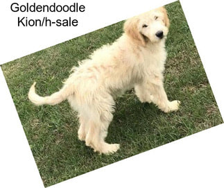 Goldendoodle Kion/h-sale