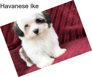 Havanese Ike