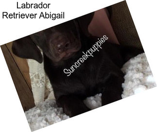 Labrador Retriever Abigail