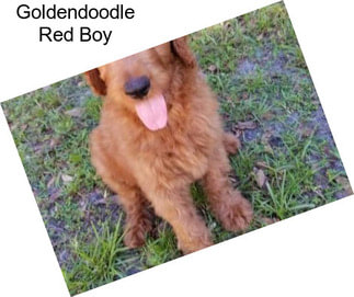 Goldendoodle Red Boy