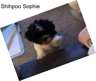 Shihpoo Sophie