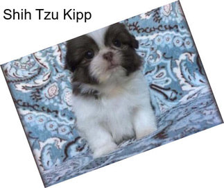 Shih Tzu Kipp