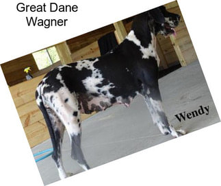 Great Dane Wagner