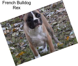 French Bulldog Rex