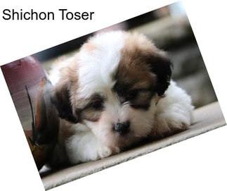 Shichon Toser