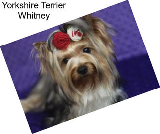 Yorkshire Terrier Whitney