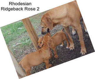 Rhodesian Ridgeback Rose 2