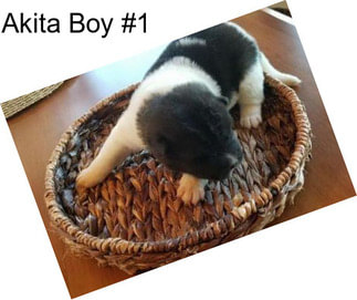 Akita Boy #1