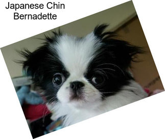 Japanese Chin Bernadette