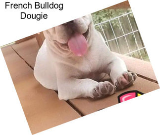 French Bulldog Dougie