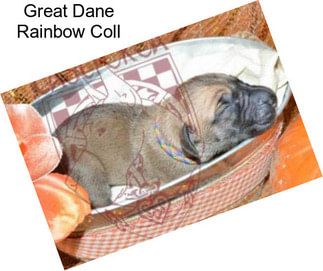 Great Dane Rainbow Coll