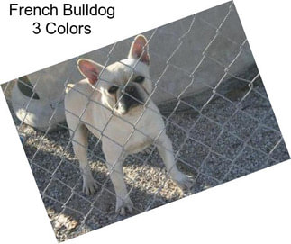 French Bulldog 3 Colors