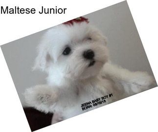 Maltese Junior