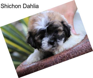 Shichon Dahlia