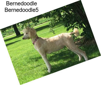 Bernedoodle Bernedoodle5