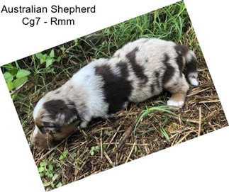 Australian Shepherd Cg7 - Rmm